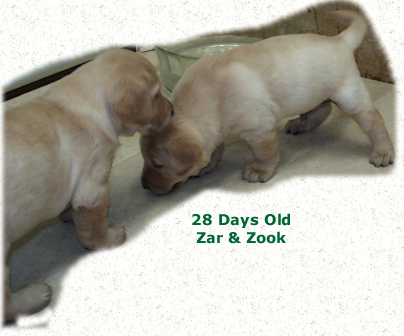 Puppies at 28 Days Old